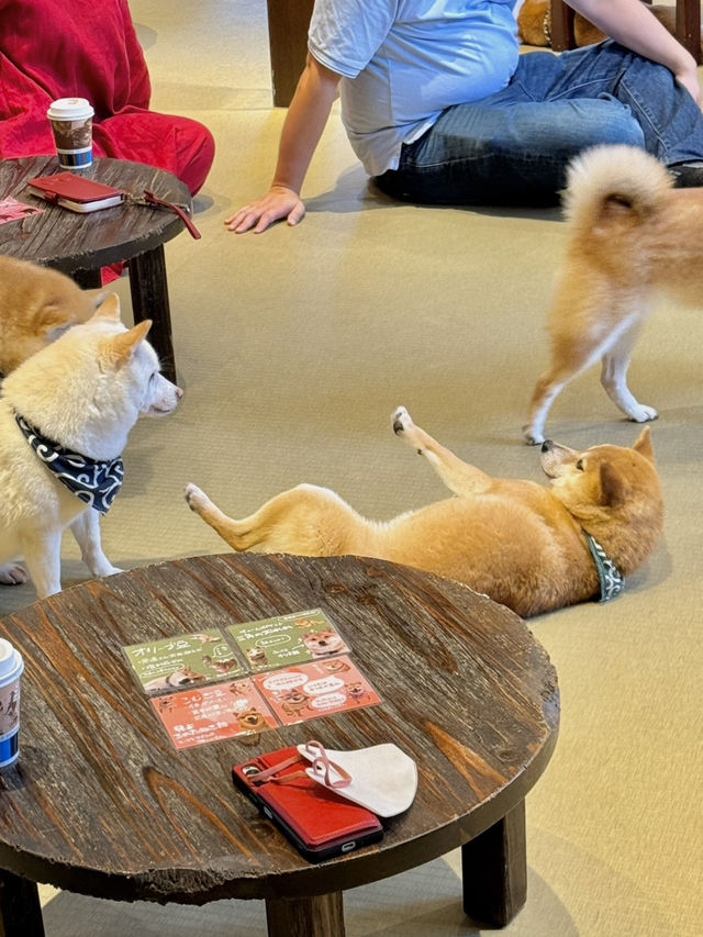 🐾 유후인에서 만난 강아지 카페, 시바카페(Shiba Cafe) 후기! ✨