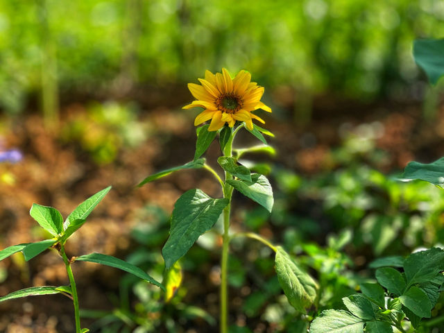 สวนยาหลวง จ.น่าน สวนยาหลวง จ.น่าน