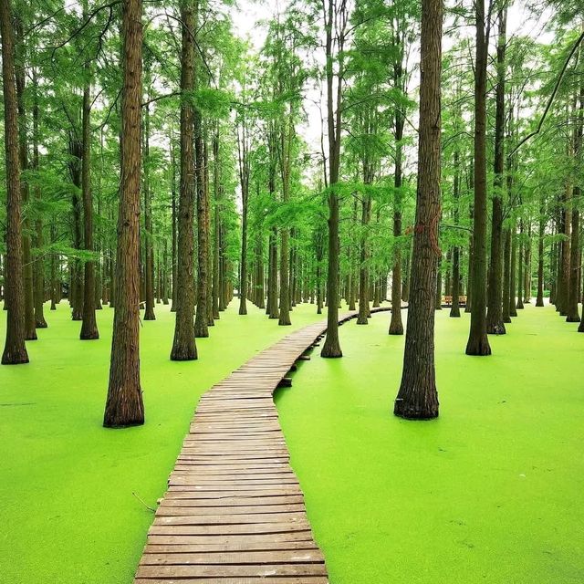 Yangzhou Green