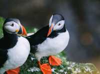 Wild Iceland Viewspot with Penguins