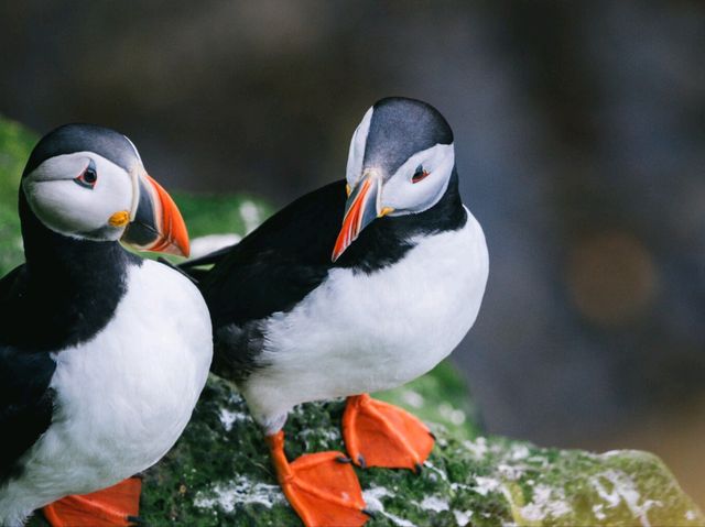 Wild Iceland Viewspot with Penguins