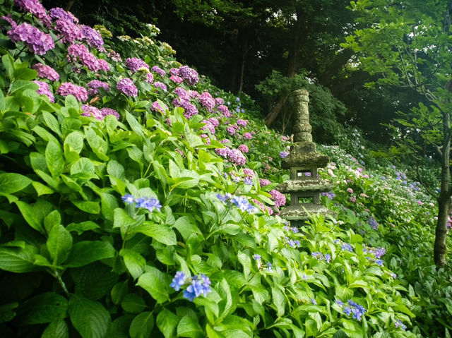 Hydrangea Season in Kamakura – Japan’s Rainy Season Gem! 💧✨