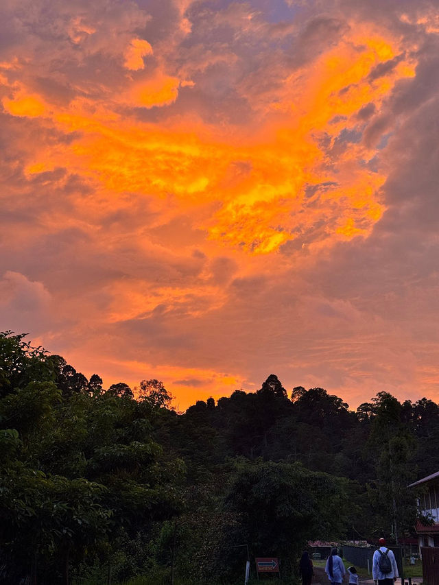1StopBorneo Wildlife - Malaysia 