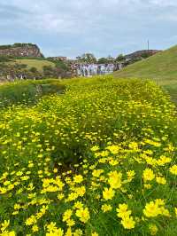 ┃香川県まんのう町┃秋限定の花畑コスモス