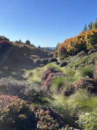 🌳 Tihiotonga Centennial Park: Where History, Nature & Panoramic Vistas Unite! 🏞️