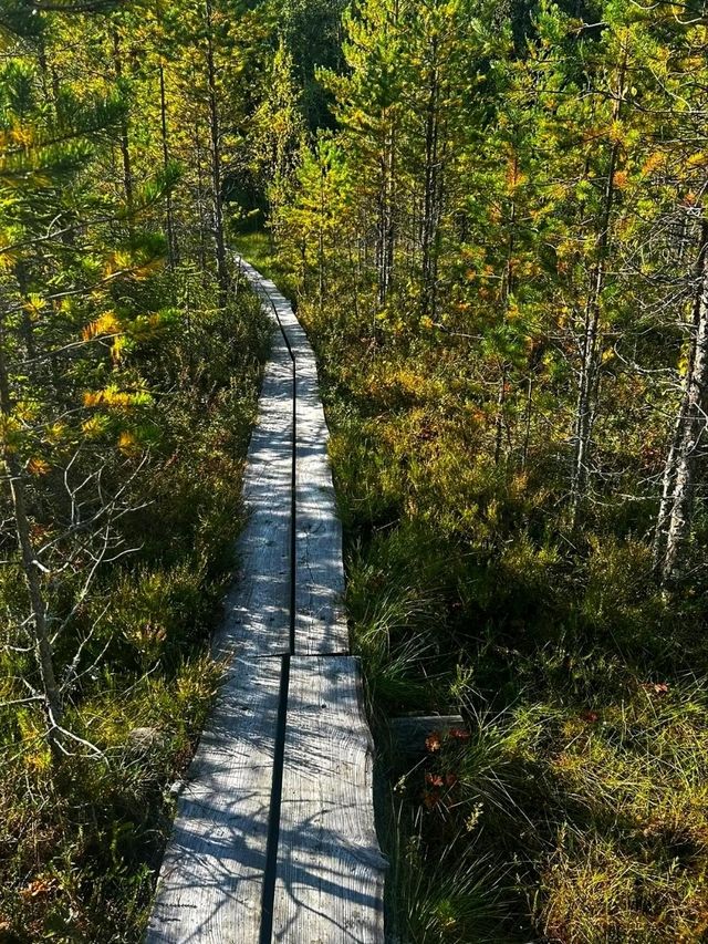 🌲 Seitseminen National Park – Where Finnish Wilderness Comes Alive