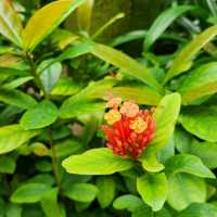 🪩南韓第二外島的玻璃巨蛋植物園&風之熱狗