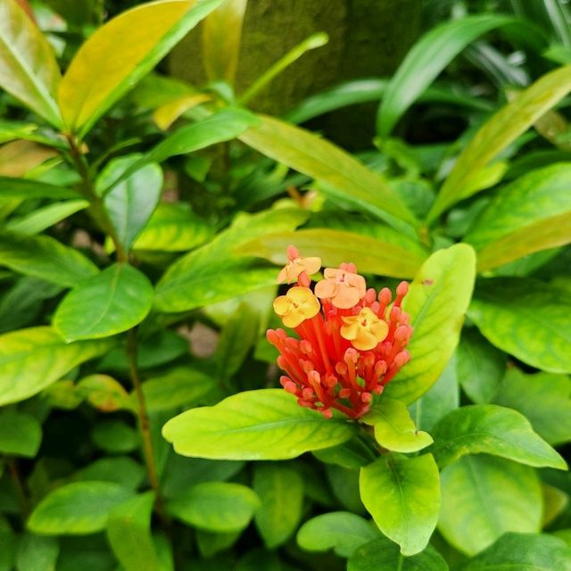 🪩南韓第二外島的玻璃巨蛋植物園&風之熱狗