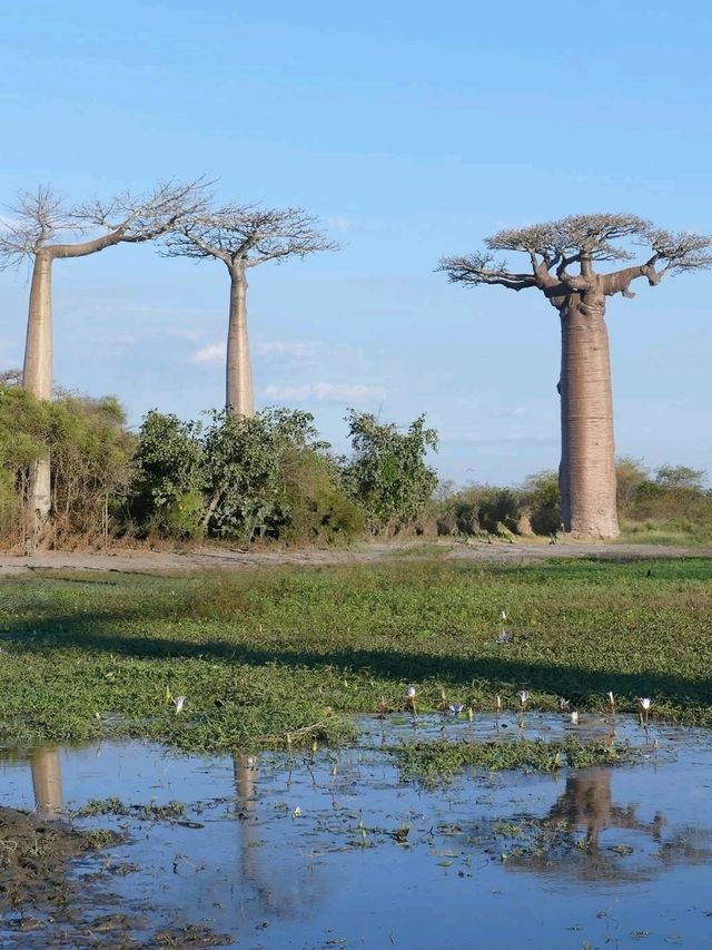 Walking Among Giants at the Avenue of the Baobabs