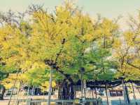 Solo in a Kyoto Secret: The Serene Tenjoji Temple