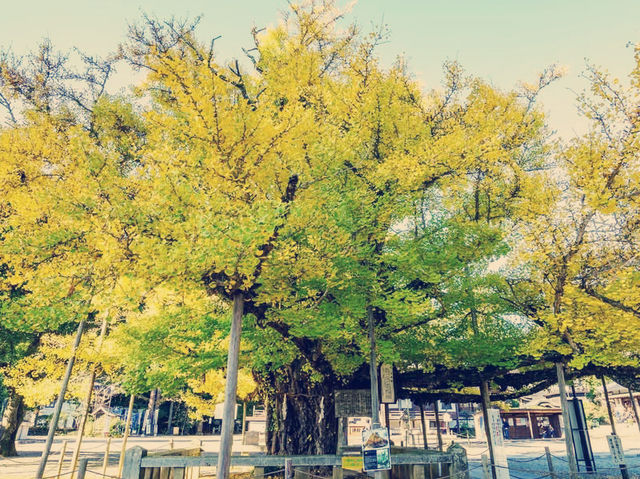 Solo in a Kyoto Secret: The Serene Tenjoji Temple Solo in a Kyoto Secret: The Serene Tenjoji Temple