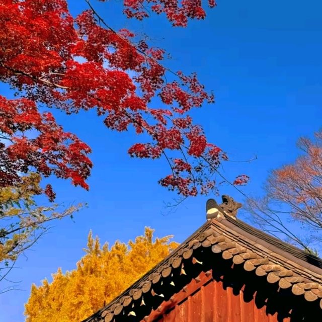 🏛️ Jongmyo Shrine – Seoul’s Timeless Confucian Heritage