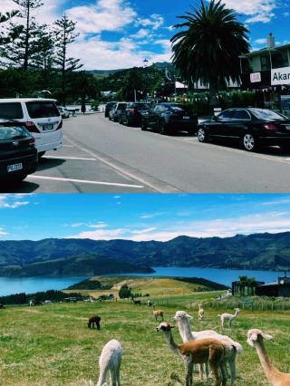 밀려드는 힐링, 뉴질랜드 남섬에서 만난 메리알파카