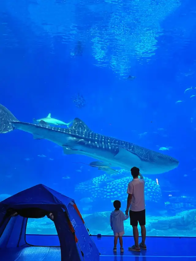 珠海長隆海洋王國終極家庭指南