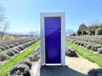 Wanaka Lavender Farm🪻💜