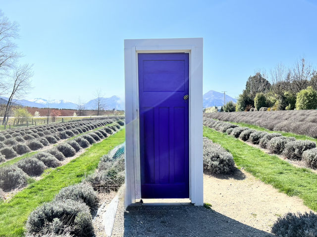 Wanaka Lavender Farm🪻💜