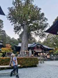 《巨杉守護的靜謐時光•北口本宮富士淺間神社》