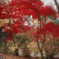 秋日限定南知多町楓葉賞景🏞️