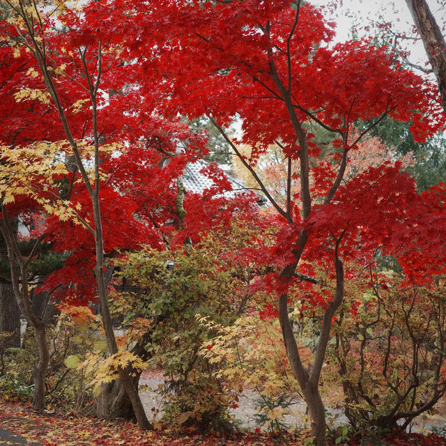 秋日限定南知多町楓葉賞景🏞️ 秋日限定南知多町楓葉賞景🏞️
