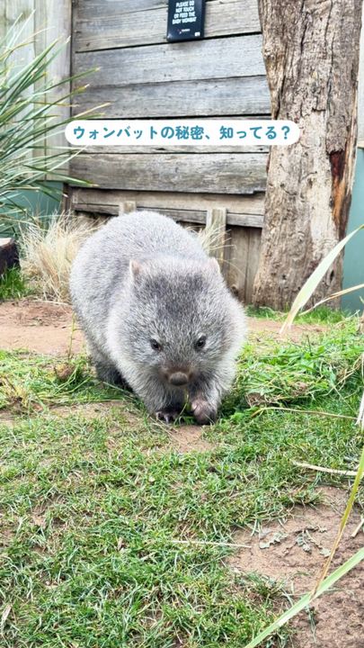 オーストラリア🇦🇺でウォンバットとの触れ合い体験❤️