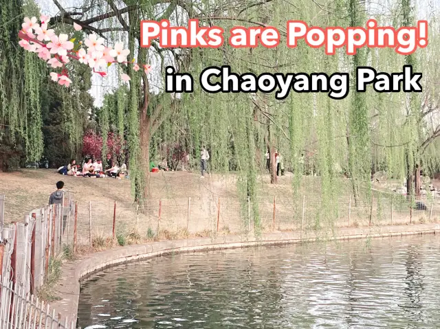 Pinks are 🌸POPPING🌸 in Chaoyang Park!