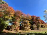 Adelaide 紅葉🍁秘景