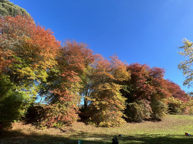 Adelaide 紅葉🍁秘景