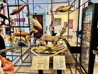 🦖 Museu de Zoologia da USP — São Paulo’s Mind-Blowing Natural History Gem!
