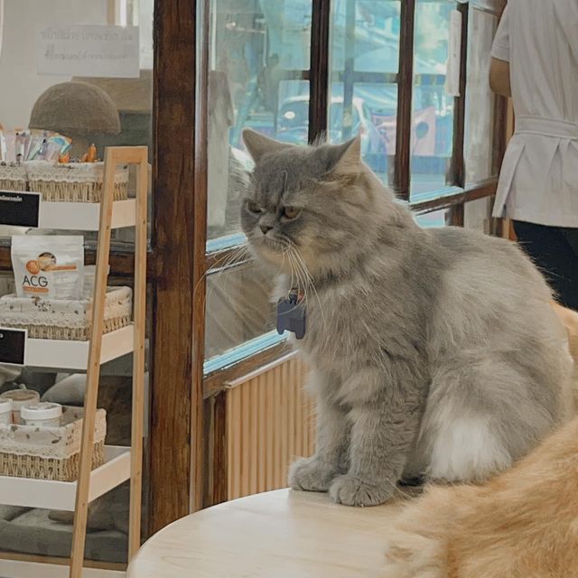 Cat cafe' คาเฟ่แมวยะลา 
