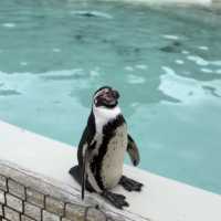 Cotswold Wildlife Park: Beautiful, spacious & intimate 