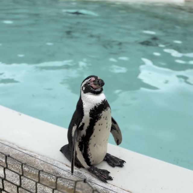 Cotswold Wildlife Park: Beautiful, spacious & intimate 