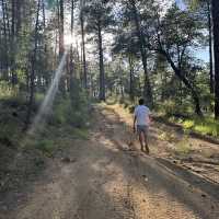 A hike through the forest