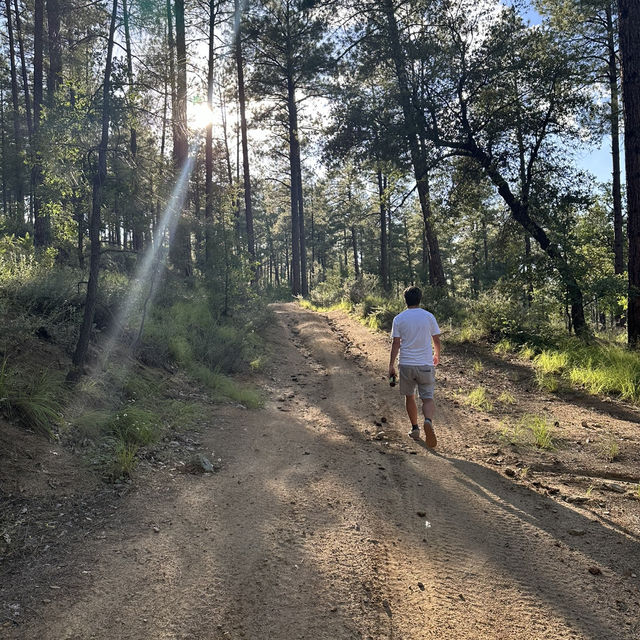 A hike through the forest