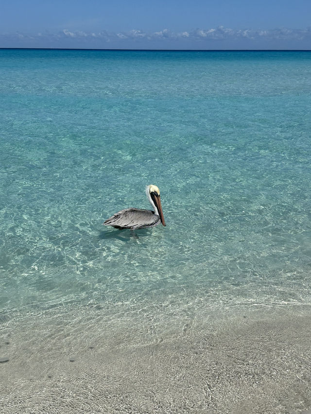 🏖️ Varadero: Caribbean Paradise in Cuba 🌴