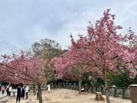 See the spectacular Cherry Blossoms @ Matsuyama Castle 