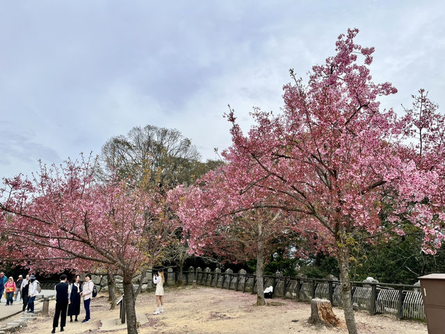 See the spectacular Cherry Blossoms @ Matsuyama Castle 