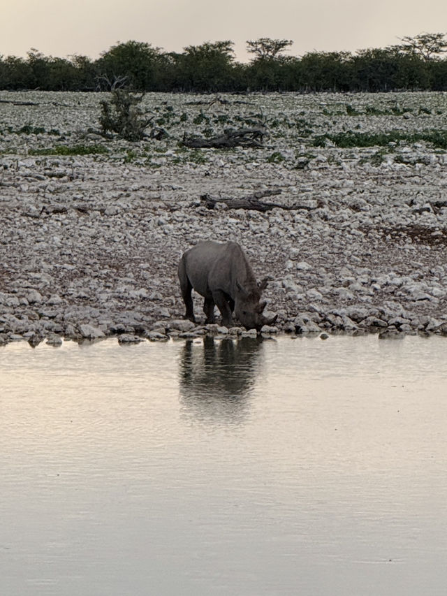 Salt Pan and Safari at Etosha National Park 🦓