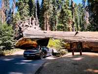 🌲 Sequoia National Park Transportation Tips: How to Get Around the Land of Giants