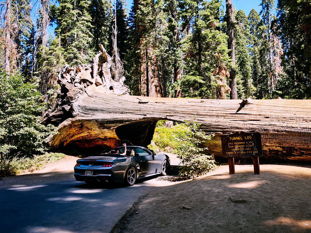 🌲 Sequoia National Park Transportation Tips: How to Get Around the Land of Giants