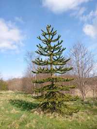The National Botanic gardens of Wales