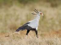 觀鳥天堂～納庫魯國家公園