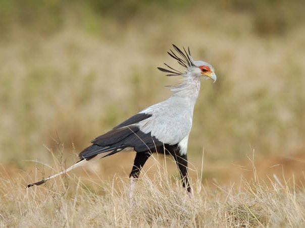 觀鳥天堂～納庫魯國家公園