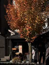 Nagoya to Takayama & Shirakawa-go 🏯🌿Day dream trip