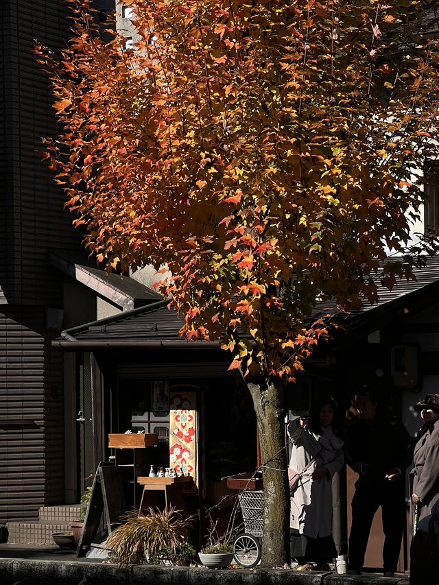 Nagoya to Takayama & Shirakawa-go 🏯🌿Day dream trip