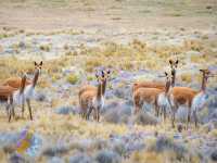 Colca Canyon and the road from Arequipa are a highlight of Andean landscape🏔️and wildlife🦙