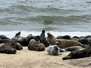 Seals in natural habitat, near Great Yarmouth (England)
