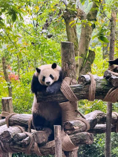 2026 Dujiangyan Attraction] Panda Valley Travel Guide & Travel