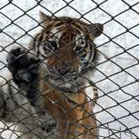 SIBERIAN TIGER PARK