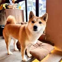 【蘇州】ひたすら癒される柴犬カフェ