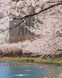 Seoul's Seokchon Lake and Lotte World are about to become like this.